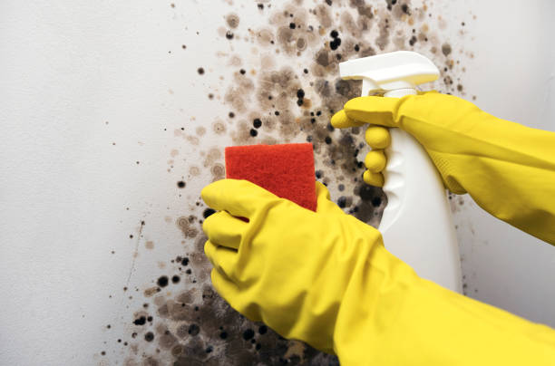 Best DIY Mold Remediation Support Services in Bayou Blue, LA