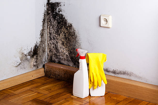 Best Residential Mold Remediation in Bayou Blue, LA