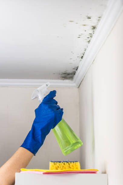 Best Attic Mold Remediation in Bayou Blue, LA